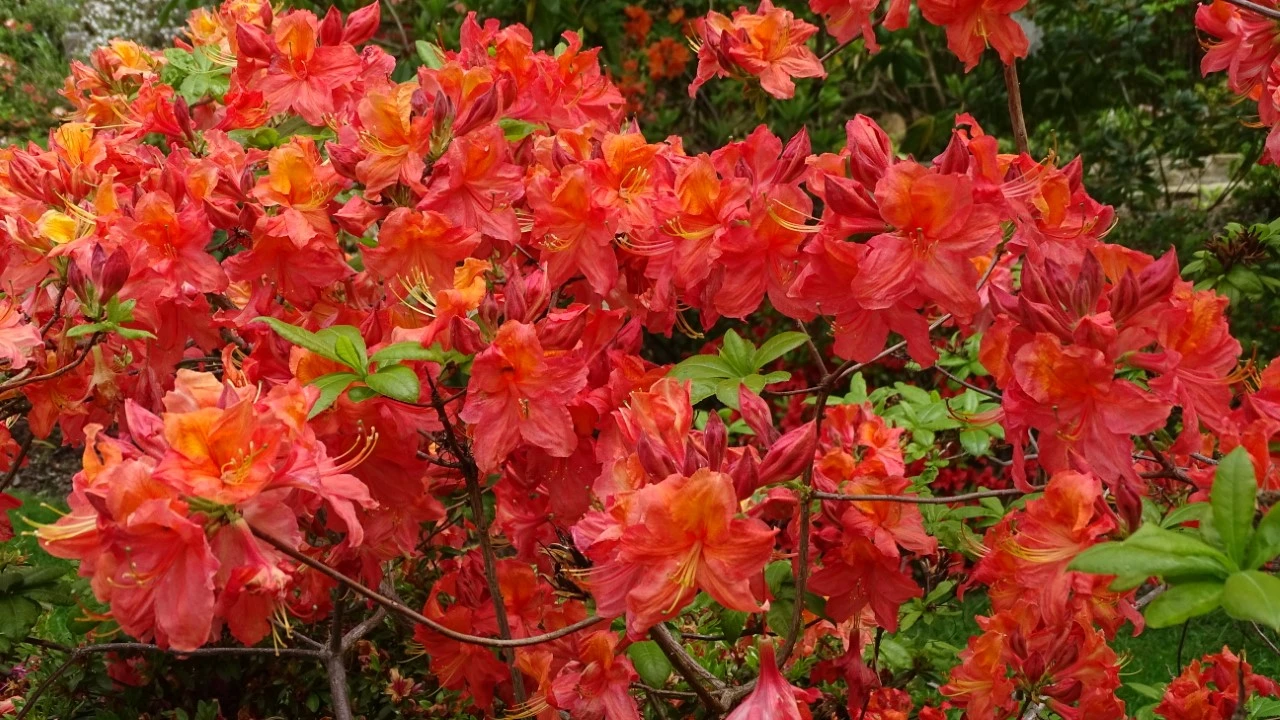 'Mount St. Helens'
